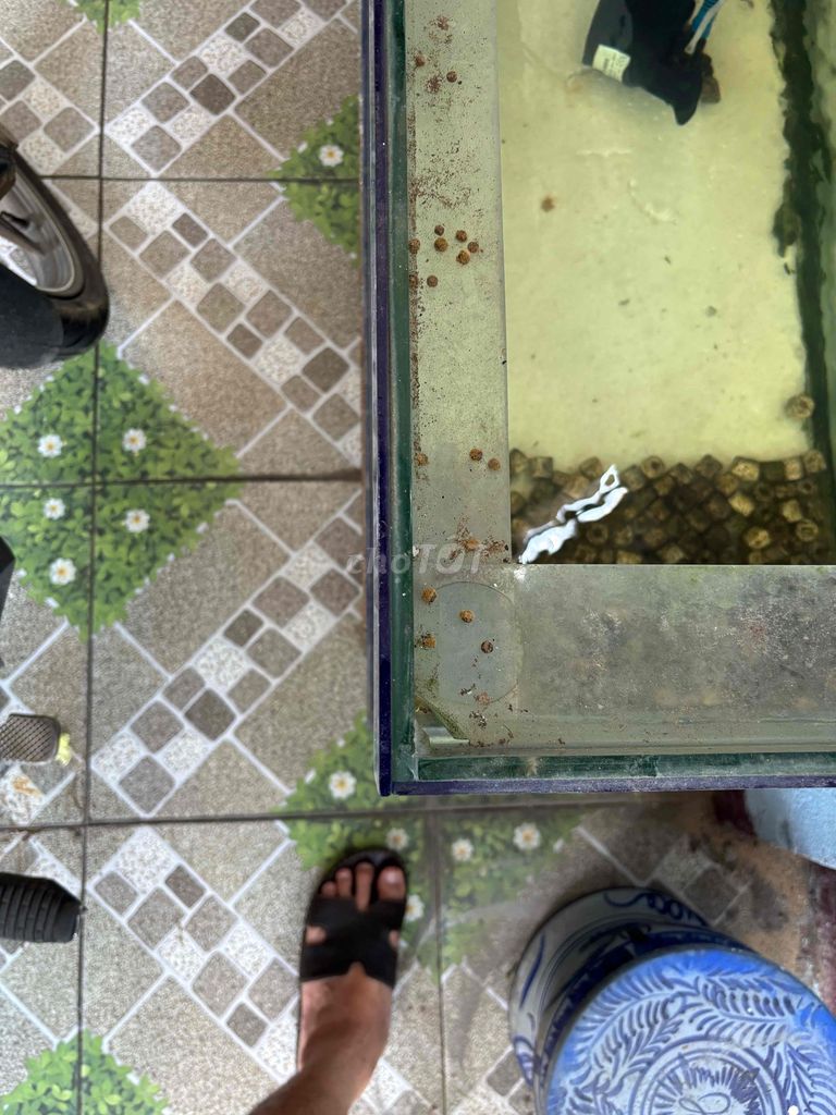 Hồ cá kính 1m6x60cmx40cm cần gl chim chào mào. Mua bán Phụ kiện, Thức ăn, Dịch vụ tại Quận Ngũ Hành Sơn Đà Nẵng được đăng bởi Nam Nguyễn hình 1