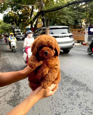 Chó Poodle thuần chủng nâu đỏ con cả hai