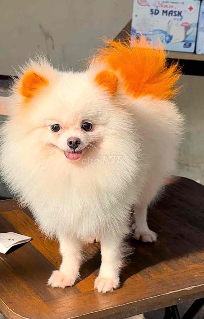 phóc sóc cái cb salơ. Mua bán Chó tại Thành phố Biên Hòa Đồng Nai được đăng bởi bm hình 1