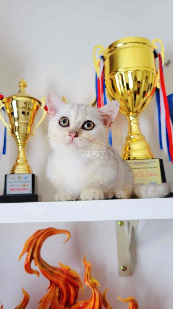 Mèo Munchkin Silver Cái chân lùn 🐱❤️. Mua bán Mèo tại Quận Bình Thạnh Tp Hồ Chí Minh được đăng bởi Khanh Xu hình 1