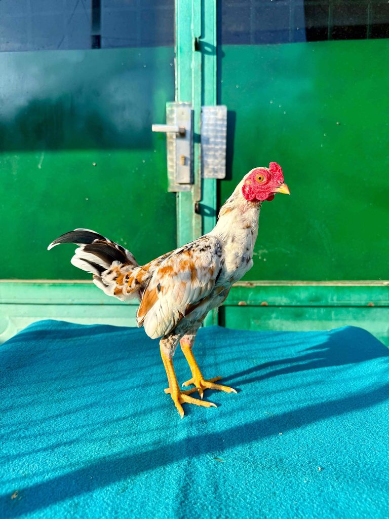 Gà tre bắc mơ cọc. Mua bán Gà tại Huyện Hóc Môn Tp Hồ Chí Minh được đăng bởi THANH hình 1