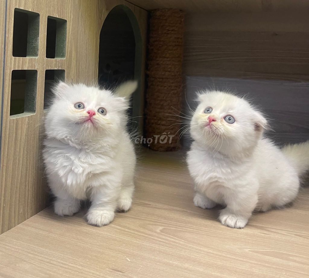 Mèo ALD chân ngắn Trắng. Mua bán Mèo tại Quận Lê Chân Hải Phòng được đăng bởi Khang Trần hình 1