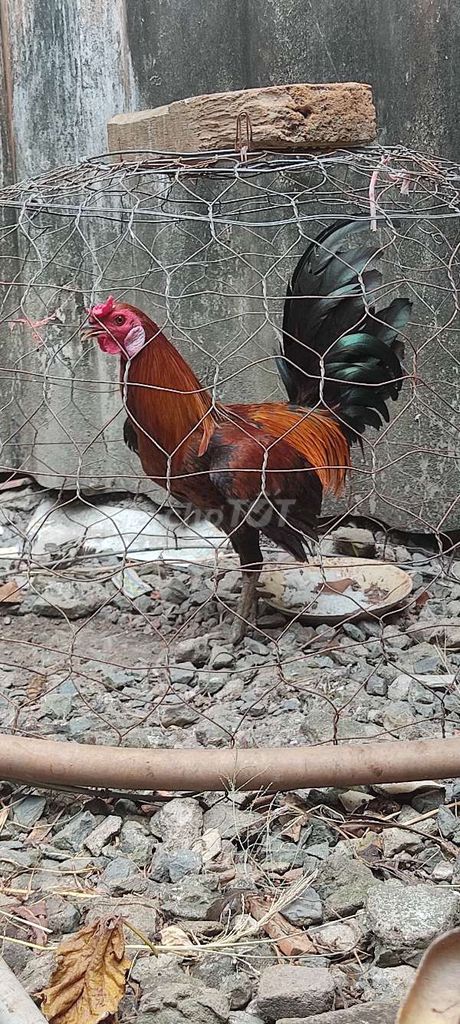 Gà Nâu đỏ 1.2kg 12 tháng. Mua bán Gà tại Huyện Châu Thành Long An được đăng bởi Trung Hieu Bui hình 1