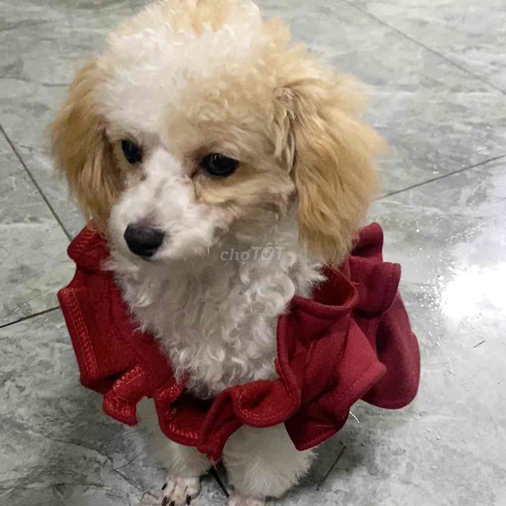 Chó Poodle cái màu trắng nâu. Mua bán Chó tại Huyện Gia Lâm Hà Nội được đăng bởi Nguyễn Huyền hình 1