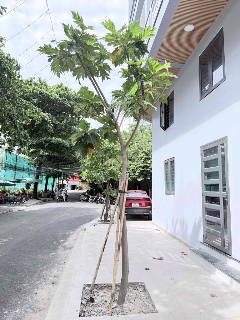 Cây cảnh Sa kê cao 3m5 khỏe mạnh. Mua bán Cây cảnh, đồ trang trí tại Quận Gò Vấp Tp Hồ Chí Minh được đăng bởi Đức hình 1