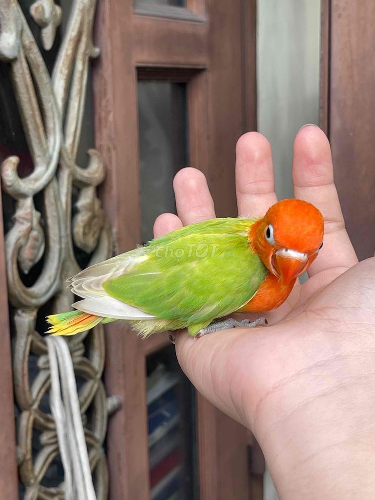Vẹt Lovebird 1 tháng tuổi Cam Xanh lá Khỏe mạnh. Mua bán Chim tại Quận Bình Tân Tp Hồ Chí Minh được đăng bởi Minh Thiện hình 1