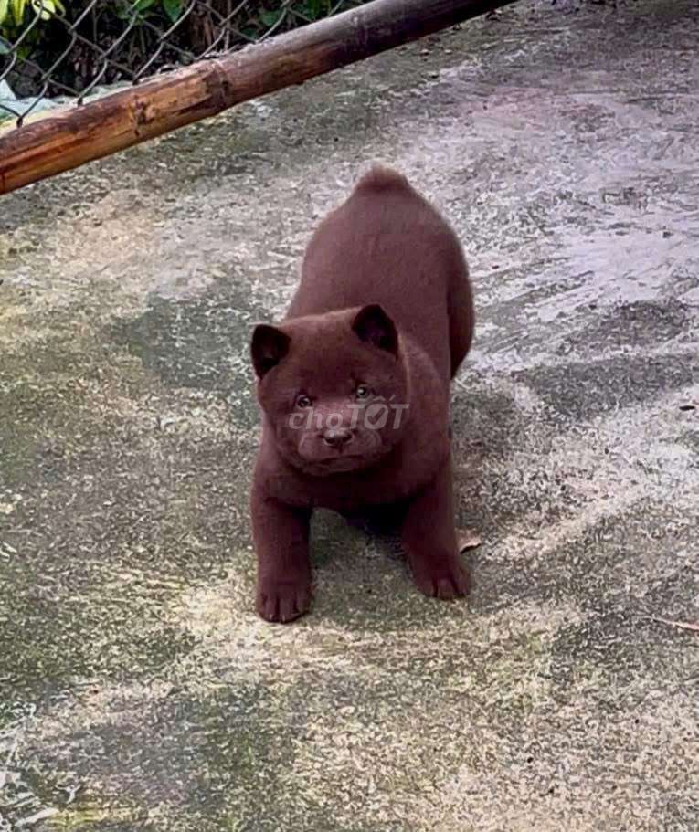 Chó màu Nâu đo đuc. Mua bán Chó tại Thành phố Thủ Đức Tp Hồ Chí Minh được đăng bởi cho H mong hình 1