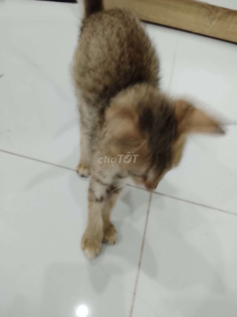 Mèo mướp 2 tháng tuổi. Mua bán Mèo tại Quận 5 Tp Hồ Chí Minh được đăng bởi Tuấn Anh hình 1
