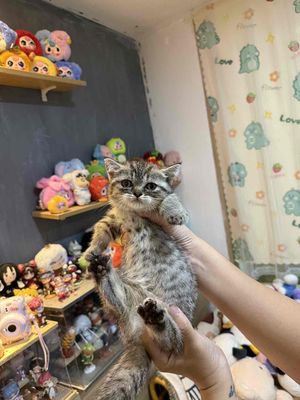 siêu hạ giá, mèo chân lùn nhà trồng. Mua bán Mèo tại Quận Hải Châu Đà Nẵng được đăng bởi Yunie