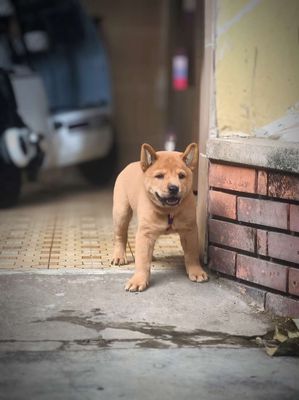 Chó Mông Cộc Đực Vàng Bò + Lưỡi Đen. Chuẩn Giống. Mua bán Chó tại Quận Gò Vấp Tp Hồ Chí Minh được đăng bởi Shop SH Và Chó Cộc Sài Gòn