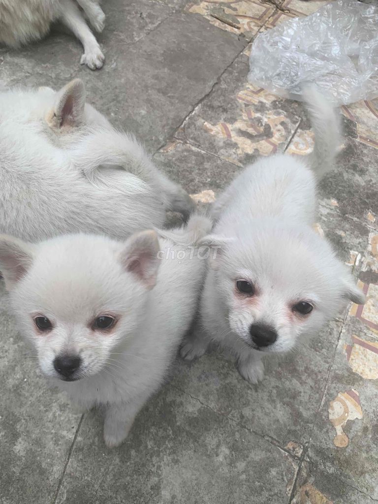 Chó Phốc lai 2 tháng Trắng. Mua bán Chó tại Huyện Hoài Đức Hà Nội được đăng bởi ngocanh hình 1