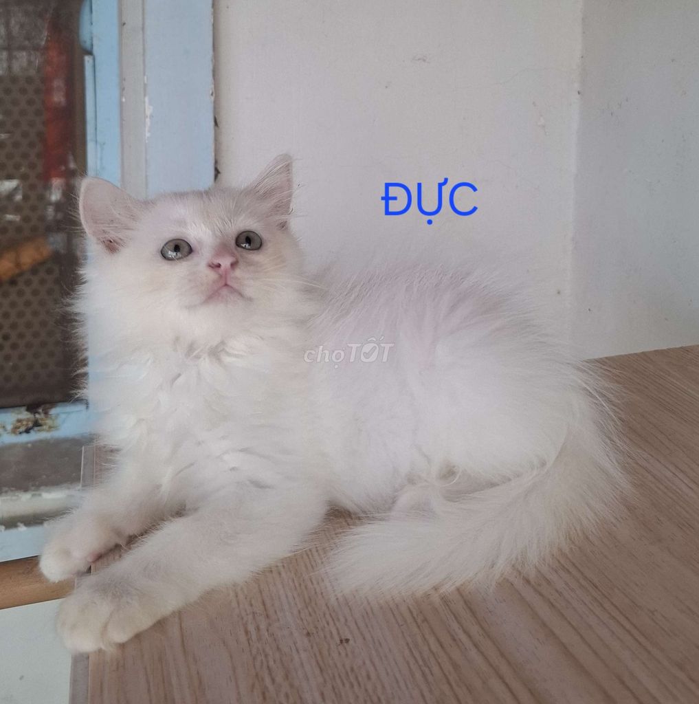 Mèo Anh Thuần chủng Đực Cái Nhiều màu. Mua bán Mèo tại Huyện Bình Chánh Tp Hồ Chí Minh được đăng bởi Hong Tham Cao hình 1