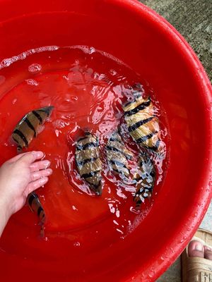 Cá Hổ Bắc Thái. Mua bán Thú cưng khác tại Thành phố Buôn Ma Thuột Đắk Lắk được đăng bởi Anh Tuấn