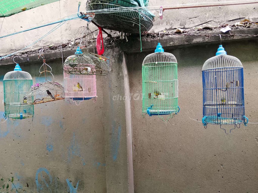 Chim chào mào Vàng Đen. Mua bán Chim tại Thành phố Thuận An Bình Dương được đăng bởi trùm chim cỏ hình 1