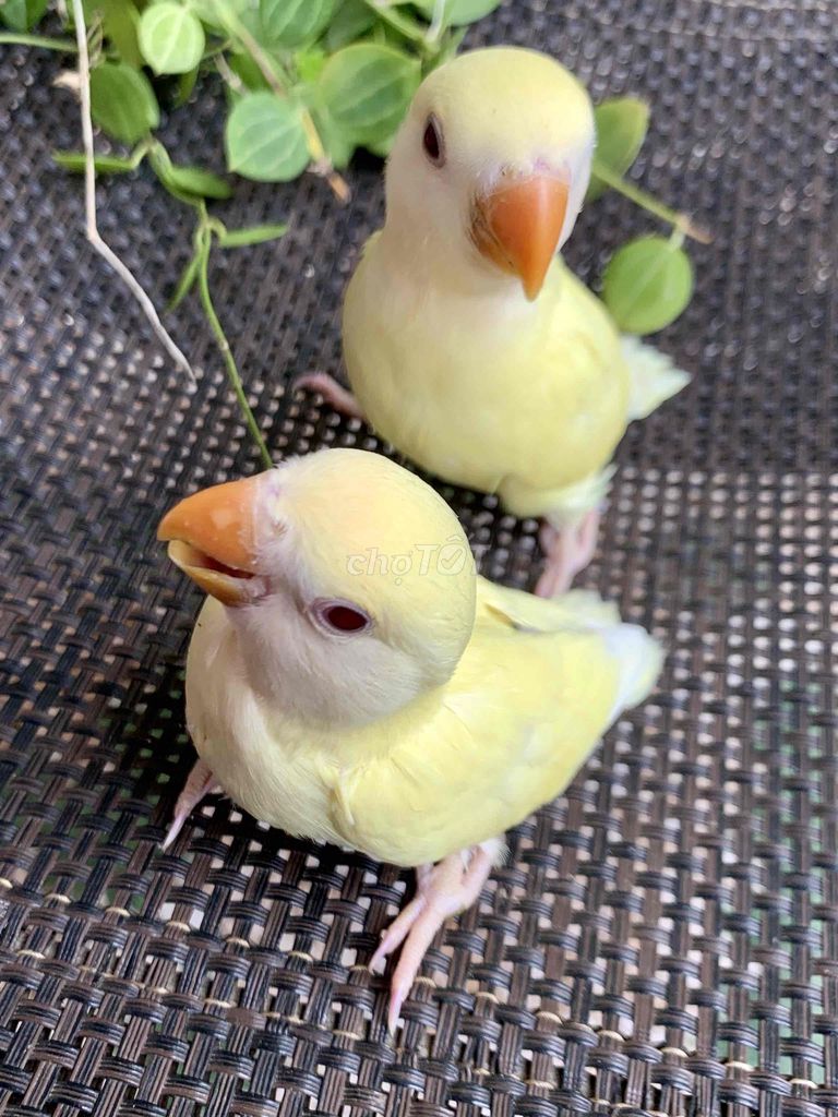 Vẹt cảnh Lovebird Vàng. Mua bán Chim tại Quận Gò Vấp Tp Hồ Chí Minh được đăng bởi Huynh Anh hình 1