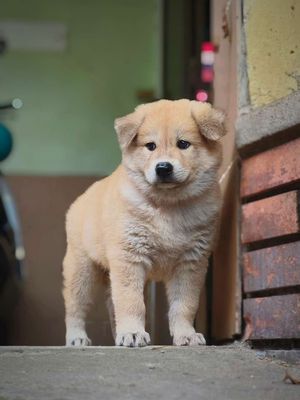 Chó Gấu Bắc Hà Vàng Kim 4 Chân Trắng (Chuẩn Giống)