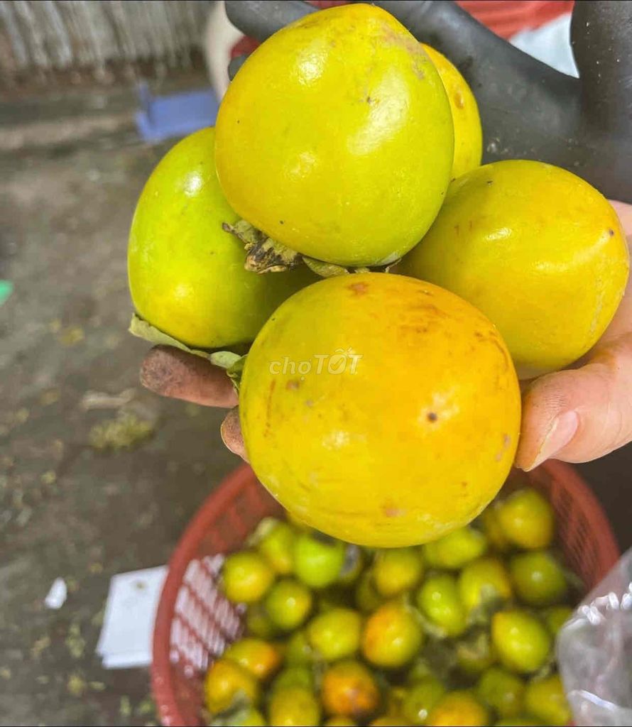 HỒNG GIÒN ĐÀ LẠT LOẠI 1