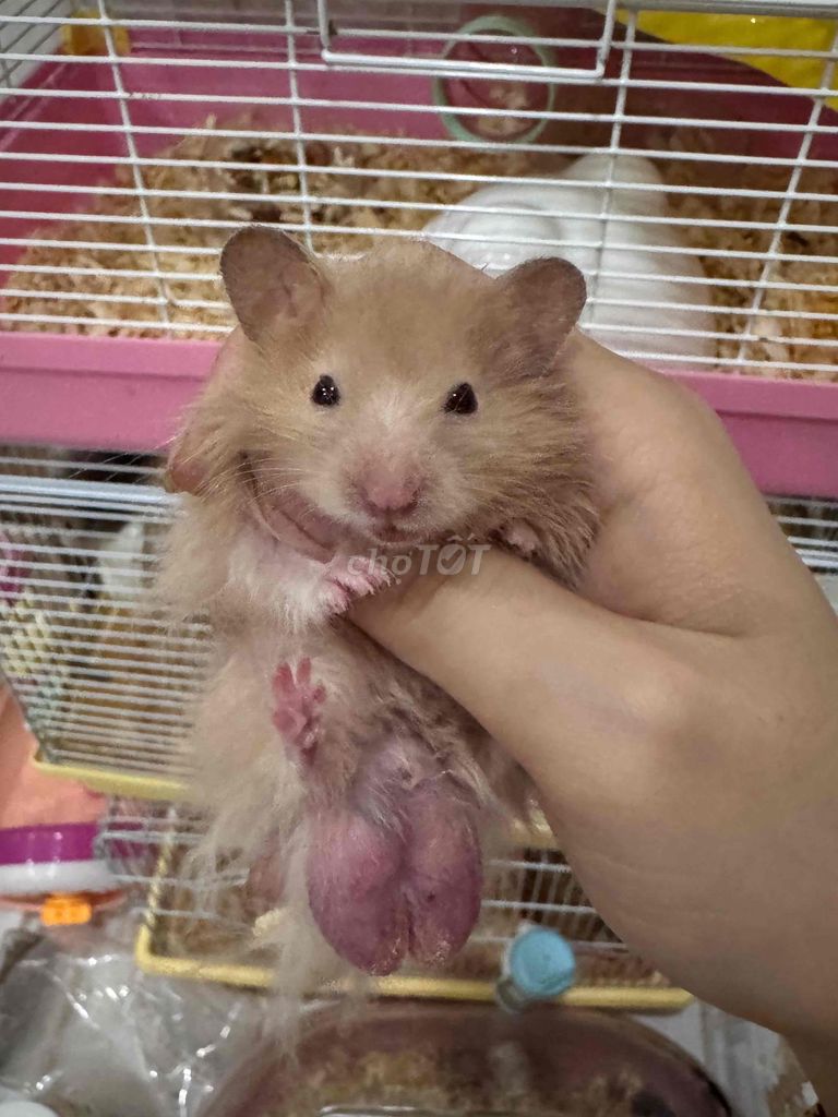 Chuột Hamster Bear thường tạng to nhiều màu. Mua bán Thú cưng khác tại Huyện Nhà Bè Tp Hồ Chí Minh được đăng bởi Kemm hình 1