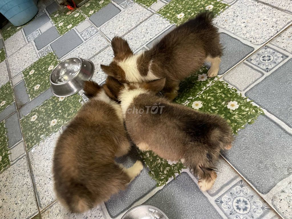 Corgi con thuần chủng 2 tháng tuổi (đực / cái). Mua bán Chó tại Quận 1 Tp Hồ Chí Minh được đăng bởi Trương Thanh Sơn hình 4