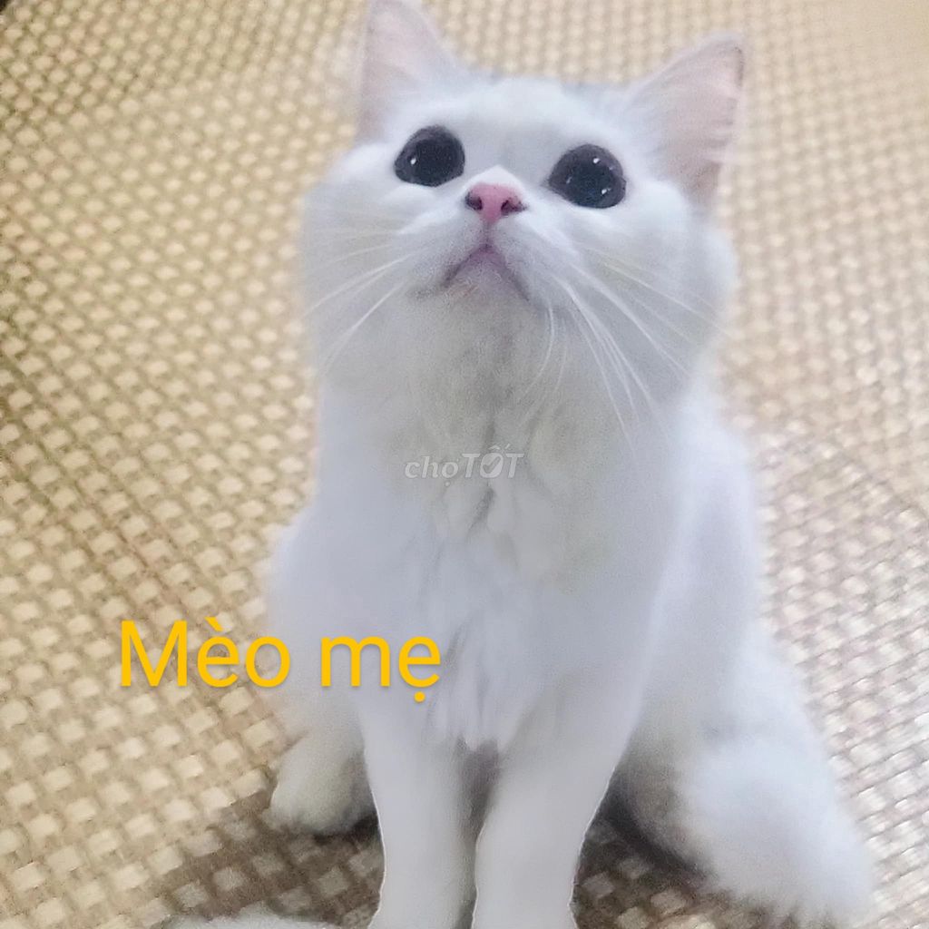 Nhà e có ít mèo anh. Mua bán Mèo tại Quận 12 Tp Hồ Chí Minh được đăng bởi nguyễn văn giao hình 2
