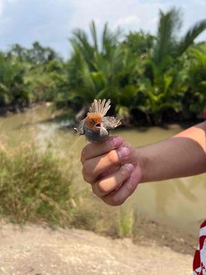 chim sâu đầu đỏ bổi. Mua bán Chim tại Huyện Nhà Bè Tp Hồ Chí Minh được đăng bởi Quang Trường