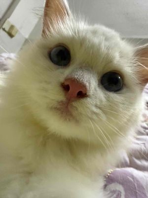 Mèo Ragdoll Cái Thuần chủng Nhập Trung. Mua bán Mèo tại Quận Bắc Từ Liêm Hà Nội được đăng bởi Thanh Binh