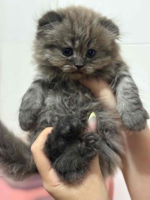 Mèo Anh Lông Dài.. Mua bán Mèo tại Quận 12 Tp Hồ Chí Minh được đăng bởi Thanh Hương  hình 1