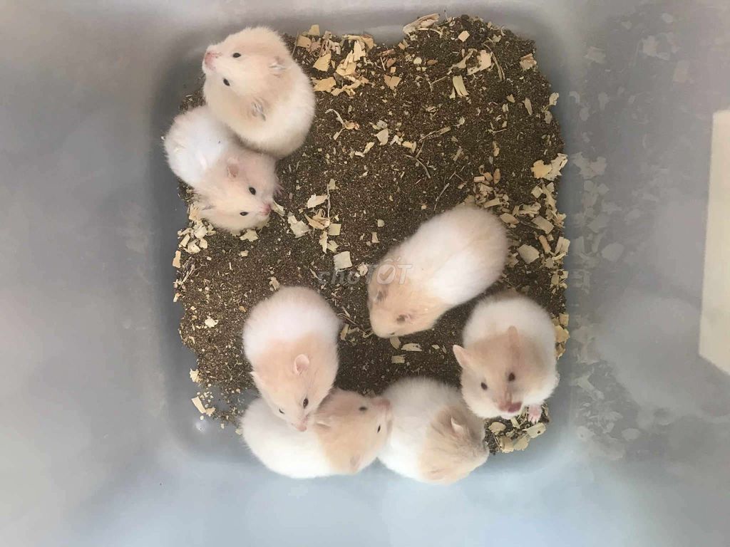 hamster bear baby xù lai. Mua bán Thú cưng khác tại Quận Bình Tân Tp Hồ Chí Minh được đăng bởi Ở trọ bày đặt bán chụtt hình 1