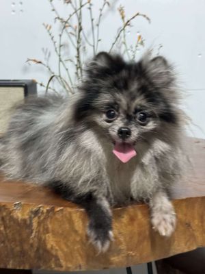 Phối giống chó phóc sóc, pom. Mua bán Phụ kiện, Thức ăn, Dịch vụ tại Quận Gò Vấp Tp Hồ Chí Minh được đăng bởi quang