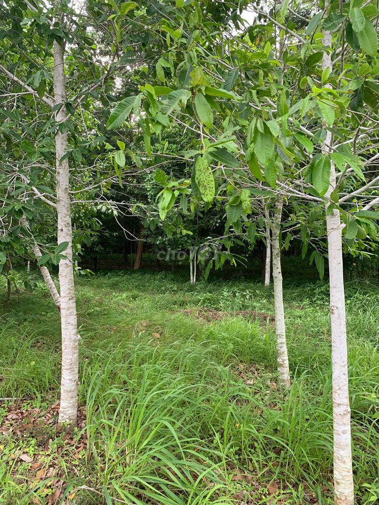 Cây vên vên. Mua bán Cây cảnh, đồ trang trí tại Thành phố Tây Ninh Tây Ninh được đăng bởi PCCC Tây Ninh hình 1
