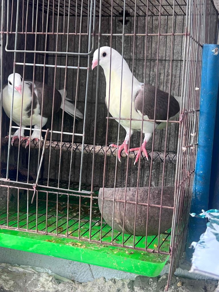 Bồ câu Trắng, Nâu cả hai. Mua bán Chim tại Quận 6 Tp Hồ Chí Minh được đăng bởi Letuankhang hình 1