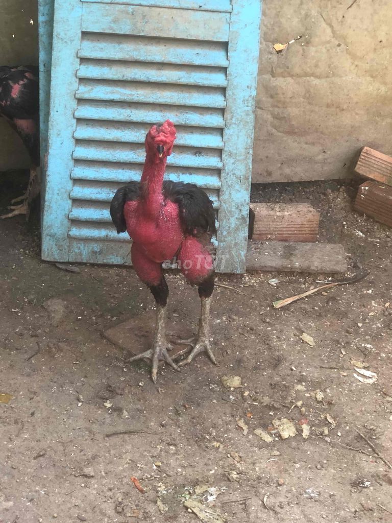Gà trống đòn 4kg