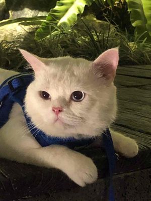 Mèo Anh Trắng Lông ngắn trưởng thành. Mua bán Mèo tại Quận 7 Tp Hồ Chí Minh được đăng bởi Nguyễn 