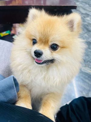 Chó Phốc sóc vàng kem 1 năm