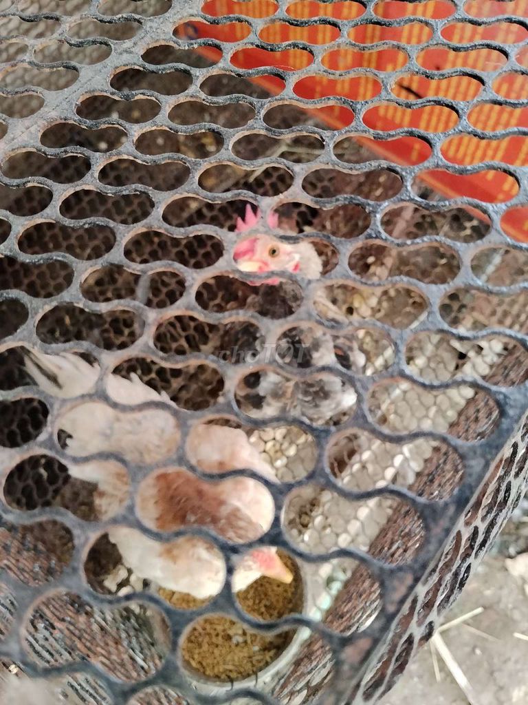 gà serama bông cú vàng khoẻ mạnh. Mua bán Gà tại Huyện Đức Hòa Long An được đăng bởi Hưng Nguyễn hình 1