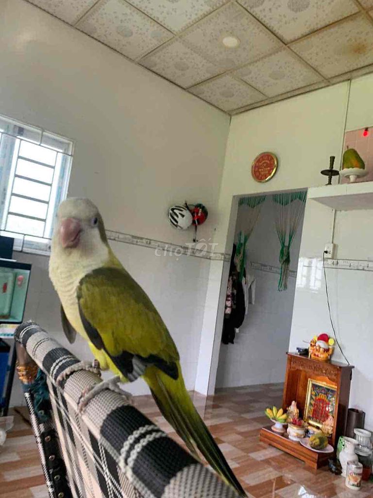 Vẹt Monk green opeline trống 1 tuổi rưỡi. Mua bán Chim tại Quận Bình Thạnh Tp Hồ Chí Minh được đăng bởi mi hình 1