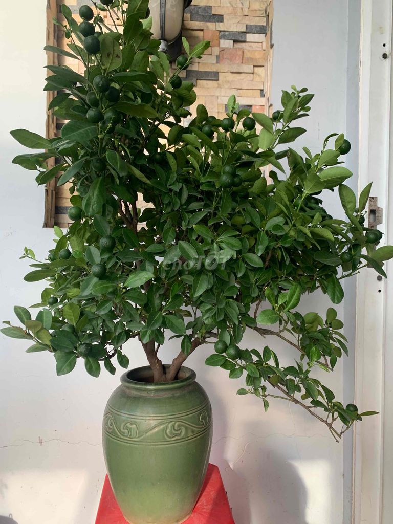 quất chum bonsai ,vừa chơi tết vừa ăn trái