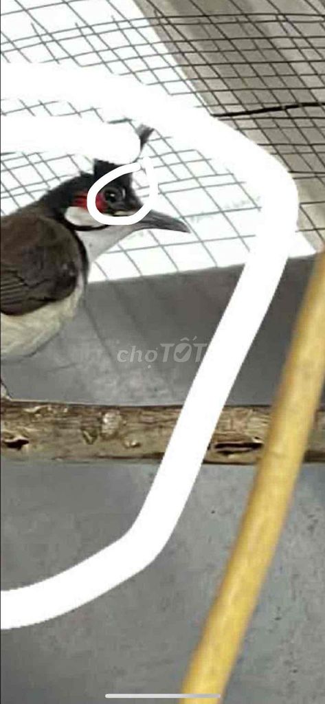 Chim chào mào Indo mái khỏe mạnh. Mua bán Chim tại Quận Hà Đông Hà Nội được đăng bởi Ngô Quang Trung  hình 1