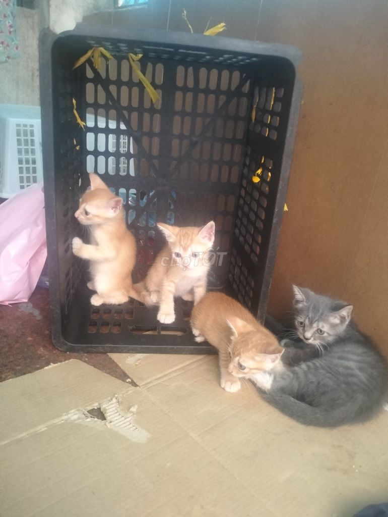 Mèo ta Trắng cam gần 2thg có đuc và cai. Mua bán Mèo tại Quận Hoàng Mai Hà Nội được đăng bởi Sipal Ah hình 1