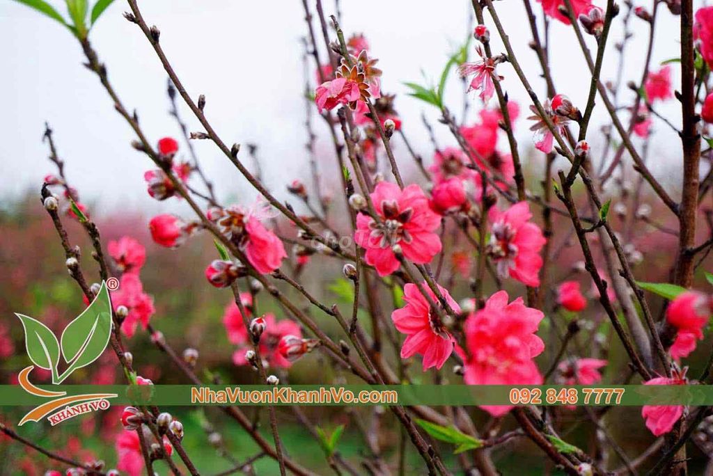 Bán và cho thuê cây Đào siêu đẹp