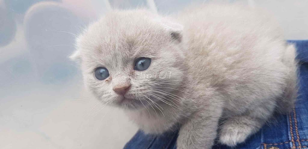 Mèo Anh lông ngắn tai cụp. Mua bán Mèo tại Quận Hà Đông Hà Nội được đăng bởi My Nhi hình 1