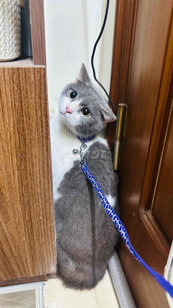 Mèo bicolor Trắng xám cái 1 tuổi. Mua bán Mèo tại Quận Hồng Bàng Hải Phòng được đăng bởi SHEN hình 1
