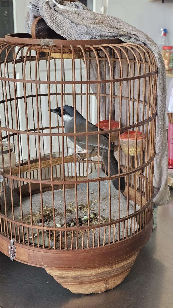 chim khướu mái.. Mua bán Chim tại Huyện Châu Đức Bà Rịa - Vũng Tàu được đăng bởi cuong hình 1