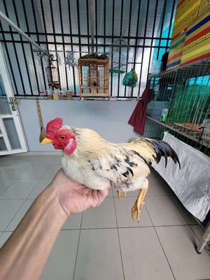 GÀ TRE BẮC. Mua bán Gà tại Quận Bình Tân Tp Hồ Chí Minh được đăng bởi Đức Tịnh