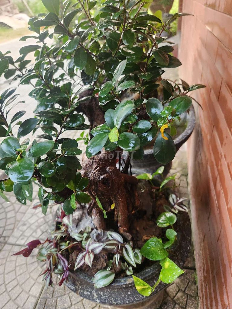 Cây cảnh bonsai Xanh lá. Mua bán Cây cảnh, đồ trang trí tại Thành phố Huế Thừa Thiên Huế được đăng bởi Hoàng Phi Hổ hình 1