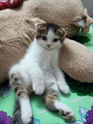 Mèo nhà đẻ. Mua bán Mèo tại Thị xã Bến Cát Bình Dương được đăng bởi Hieu Trân