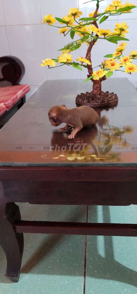 Chó Phốc hươu siêu mini gần 2 tháng. Mua bán Chó tại Thành phố Bạc Liêu Bạc Liêu được đăng bởi Nguyễn Văn Phước hình 1