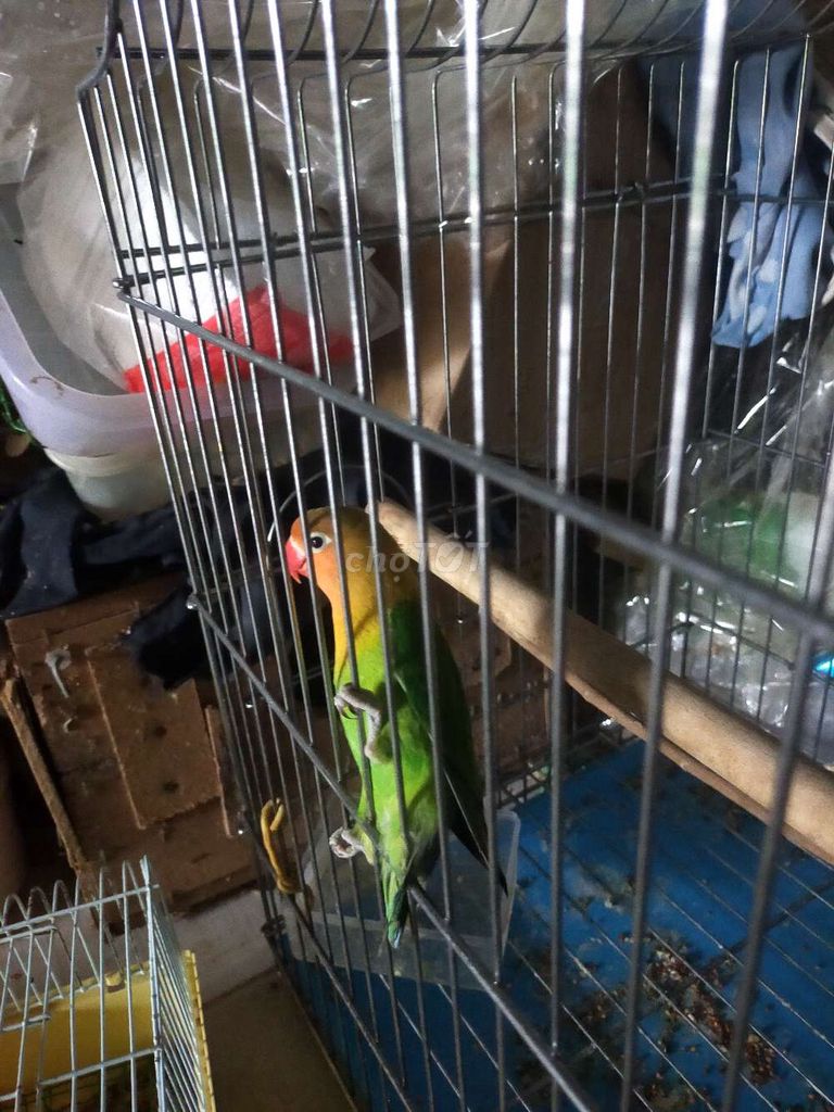 Lovebird có viền giá ra đi 400k miễn trả giá