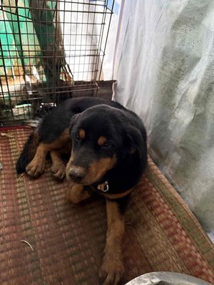 Chó con Rottweiler hơn 3 tháng tuổi tiêm ngừa rồi. Mua bán Chó tại Huyện Chợ Mới An Giang được đăng bởi Tâm FAW