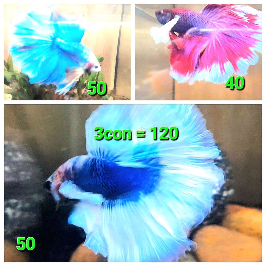 Combo 3con betta 120k